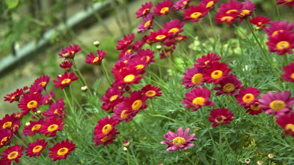 Purple Daisy Flowers In The Wind In Nature 4