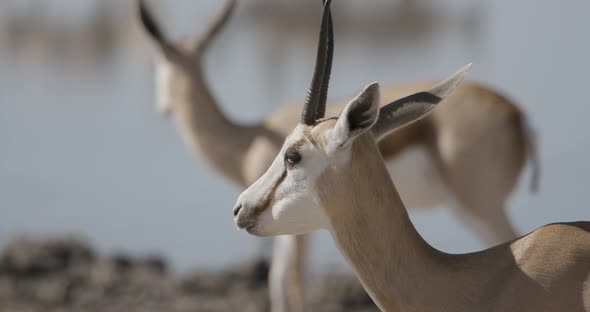 Female Springbok Chewing