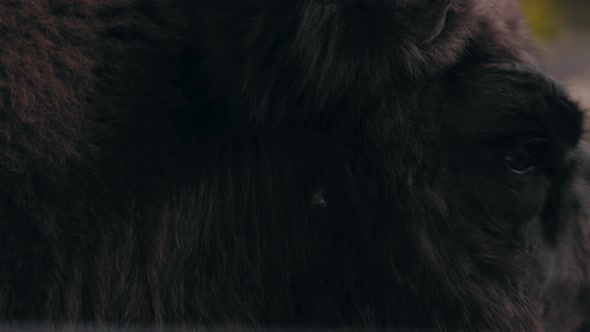 Close up of European wood bison or Wisent eyes, looking around - Bison Bonasus alt