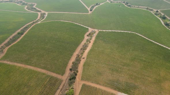 Aerial spin of the sections of a vineyard in the Leyda Valley, Chile. alt