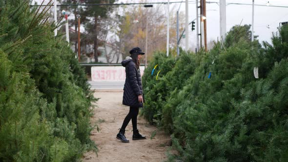 A beautiful woman shopping on a Christmas trees lot with green douglas fir conifers in a holiday bot alt