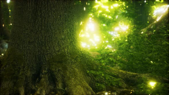 The Primeval Forest with Mossed Ground alt