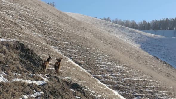 A Female Deer with a Baby on the Mountainside.