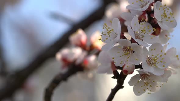 Branches of a Blossoming Apricot Against the Blue Sky alt