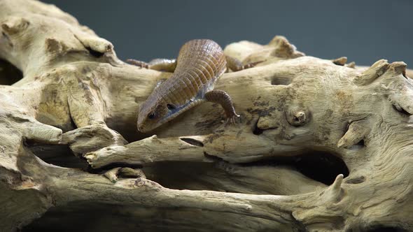 Sudan Plated Lizard - Gerrhosaurus Major on Wooden Snag at Black Background. Close Up alt