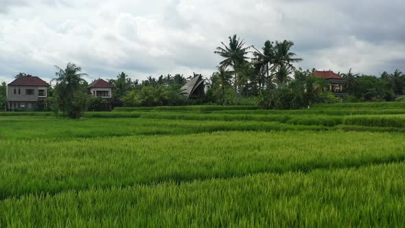 lush green rice field in Ubud Bali on cloudy day with bamboo villa, aerial alt