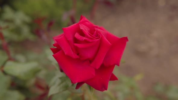 Closeup of a Red Rose in the Park