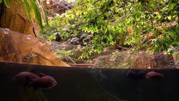 VideoHive Nature Fish 1 20402416 VideoHive Nature Fish 1 20402416