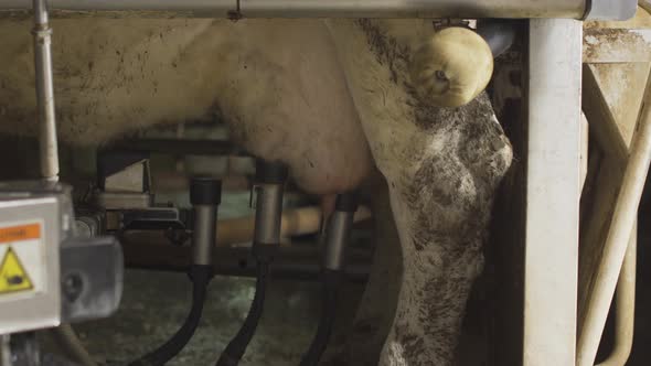 Technological milking machine. Hygienic milking. alt