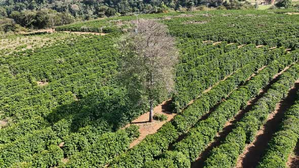 Flying around isolated tree. Rural life scenery. alt