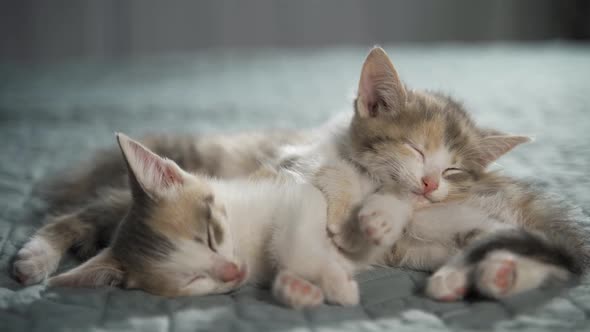 Two Striped Domestic Kittens Sleeping Lying on Light Blanket on Bed