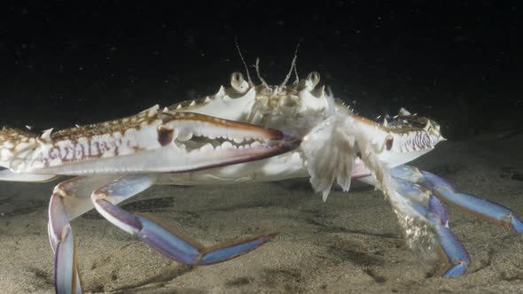 A unique and rare close-up view of a Blue Swimmer Crab using its claws to rip apart a fish while eat alt