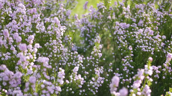 Confetti Bush Lilac Flower California USA