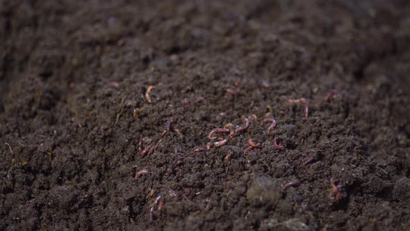 Organic Worms  Manure Farming