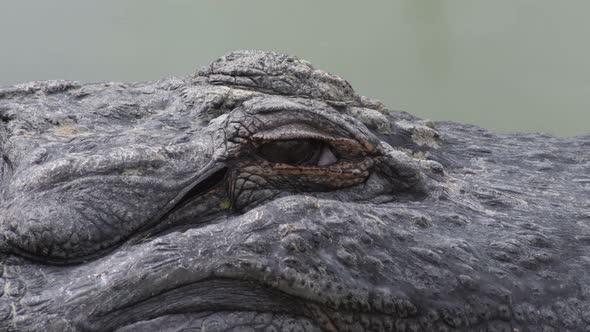 Crocodile Eye Looking, Stock Footage | VideoHive