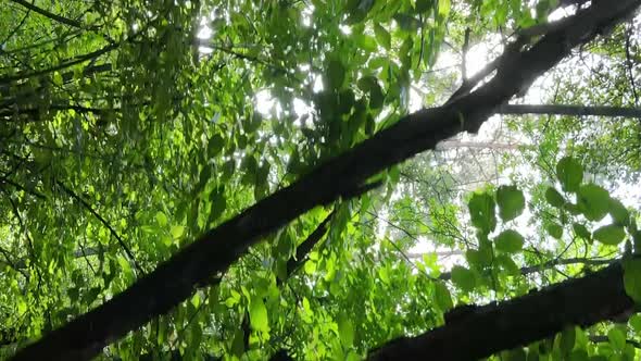 Vertical Video of a Beautiful Forest in Summer alt