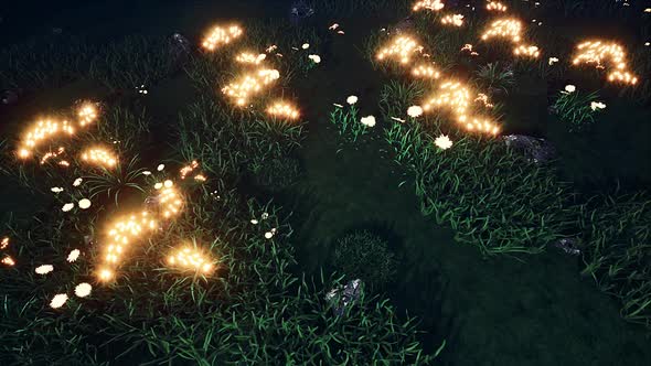 Glowing Flowers On Green Lawn