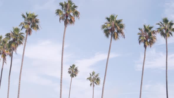 Row of Palm Trees on Street Near Los Angeles California Coast Beach Vacations