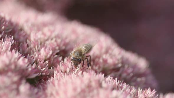 Bee on Flower Slow Motion Macro