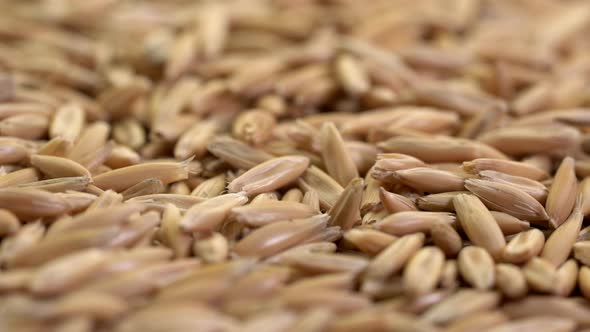 gluten free oat grain, low angle view on turntable alt