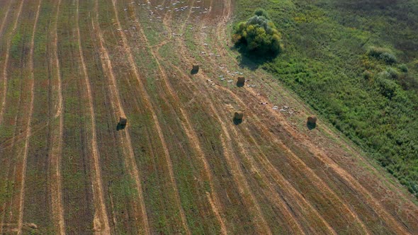 Aerial View of a Flock of Birds Flying Over a Field in Sunny Summer Weather alt