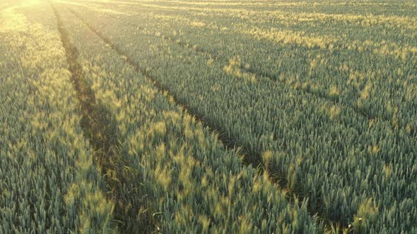 Golden hour light over the wheat (Triticum aestivum) 4K aerial video