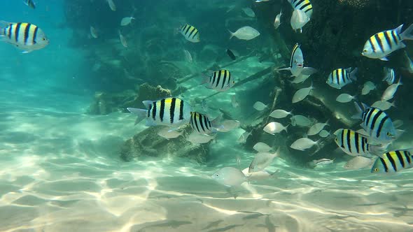 A Lot of Striped Fish Swimming in the Red Sea on a Sunny Day