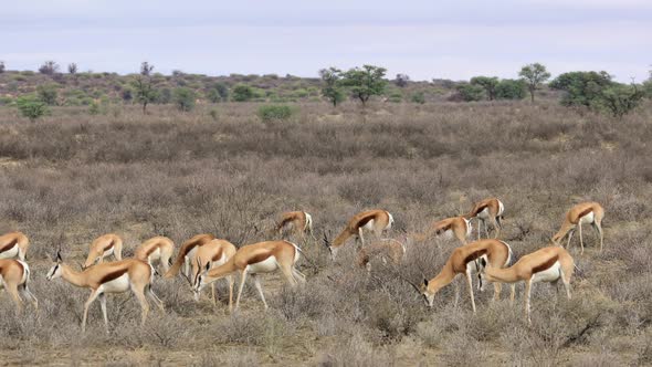 Springbok Antelope Herd - Kalahari Desert alt