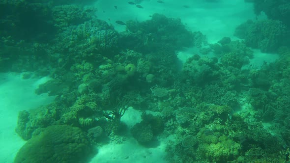 Coral reef with fish in the red sea