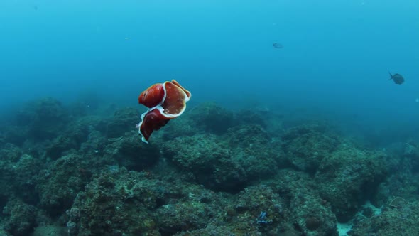 A flamboyant Nudibranch sea creature called a Spanish Dancer swimming vigorously in the ocean while alt