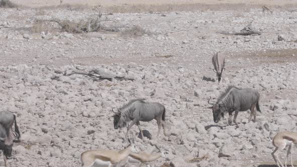 Wildebeest Walking To Waterhole