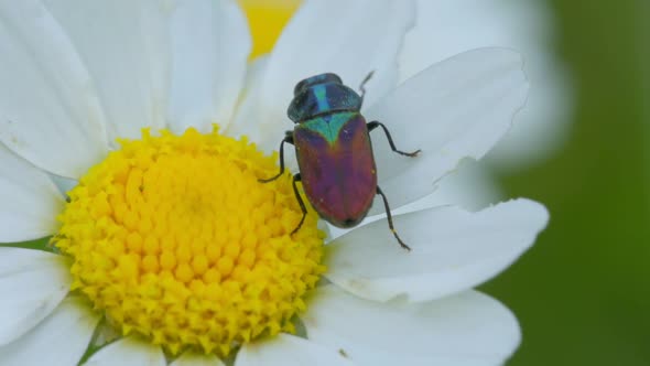 A Bug on a Daisy Flower