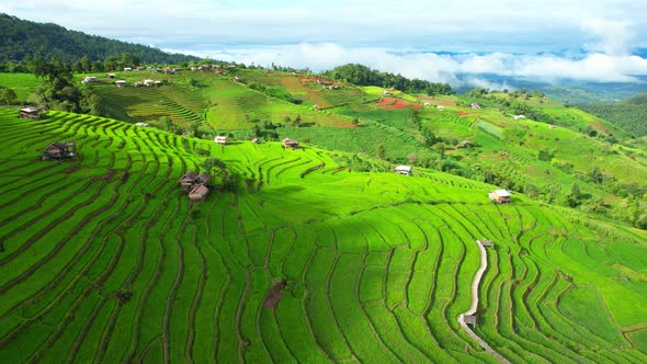 Drone view during golden hour of a rice terrace alt