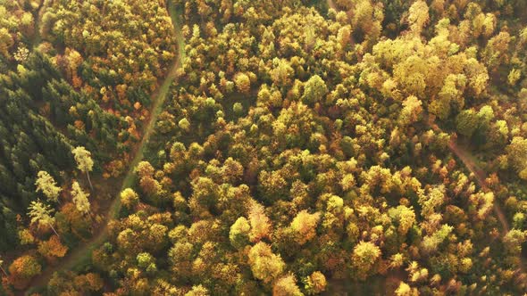 Aerial Top View Over Alpine Forest Durring Sunset in Autumn.