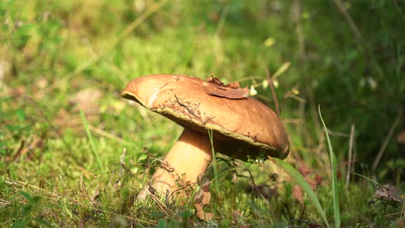 the White Mushroom Magically Rises To an Upright Position