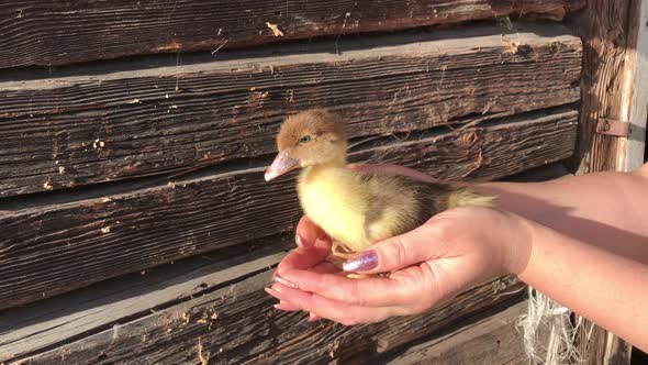 Fluffy Yellow Duckling In Female Palms. Against The Background Of The Logs Of The Old Barn