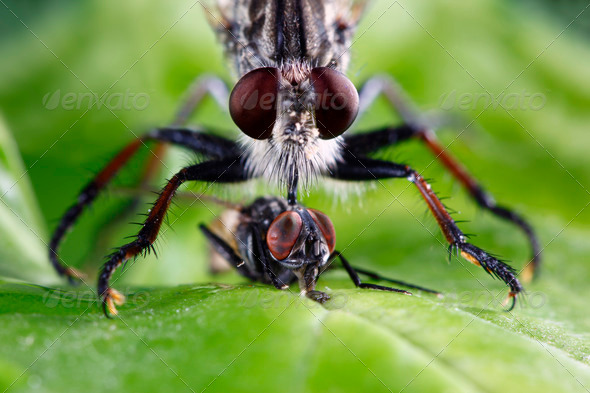 Robber Fly - Stock Photo - Images