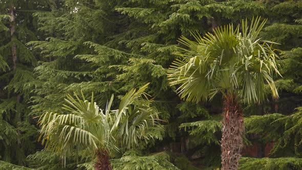 Two Palm Trees On the Background Of Coniferous Trees