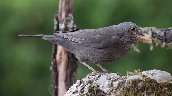 Blackbird in nature