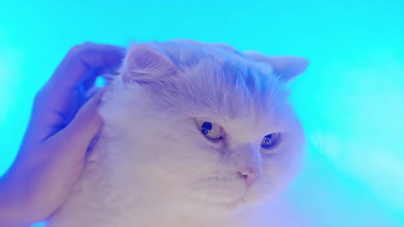 Cute White Furry Cat Enjoys Being Stroked By Female Hands on Neon Glowing Colorful Background alt