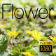 The Flower Field 5 - VideoHive Item for Sale