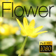 The Flower Field 6 - VideoHive Item for Sale