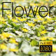 The Flower Field 8 - VideoHive Item for Sale