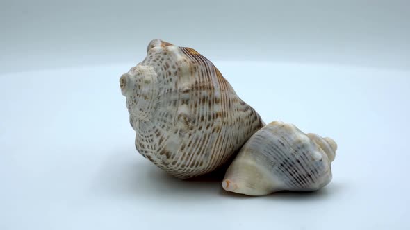 Rapana sea shells on a white background alt