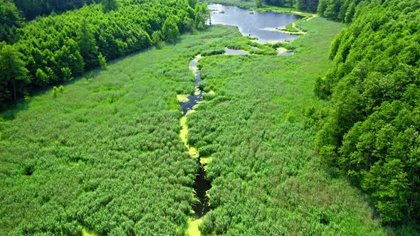 Aerial view of green swamps and algae on river alt
