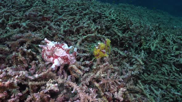 Two warty Frogfish (Antennarius macuatus) mating on coral reef in the Philippines alt