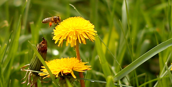 Bee Searching for Pollen 2 alt