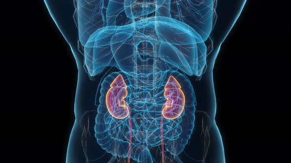 Male kidney 3d hologram. 4k Clouse-up