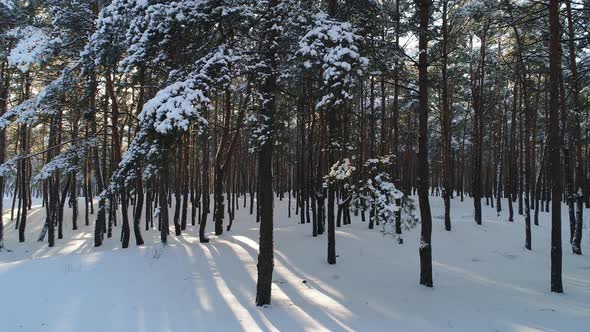 Flight in the Winter Forest. alt