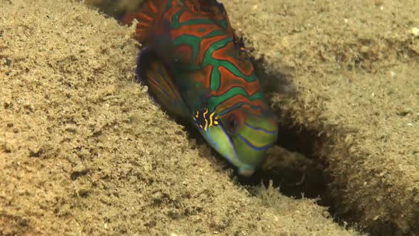 Mandarin fish swimming over sandy rock bottom in Palau Islands alt